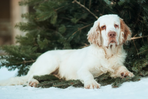 Foto №1. clumber spaniel - zum Verkauf in der Stadt Омск | Verhandelt | Ankündigung № 4709