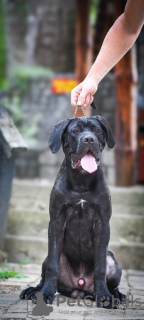 Foto №2 zu Ankündigung № 115937 zu verkaufen cane corso italiano - einkaufen Serbien züchter