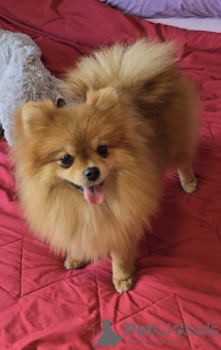 Foto №3. Beautiful Pomeranians BOO. Serbien