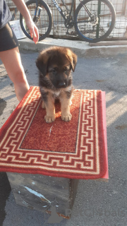 Foto №4. Ich werde verkaufen deutscher schäferhund in der Stadt Ekaterinburg. quotient 	ankündigung - preis - 13385€