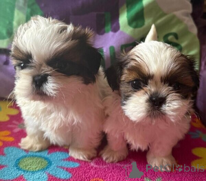 Foto №2 zu Ankündigung № 149700 zu verkaufen shih tzu - einkaufen Deutschland quotient 	ankündigung