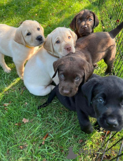 Foto №1. labrador retriever - zum Verkauf in der Stadt Graz | 450€ | Ankündigung № 160552