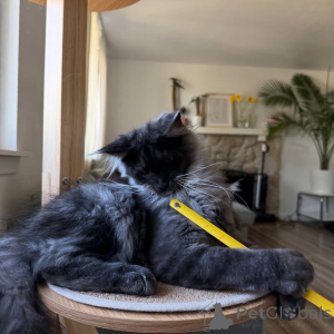 Foto №2 zu Ankündigung № 155393 zu verkaufen maine-coon-katze - einkaufen Luxemburg quotient 	ankündigung
