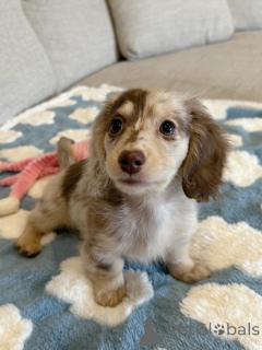 Foto №1. dackel - zum Verkauf in der Stadt Köln | verhandelt | Ankündigung № 155907