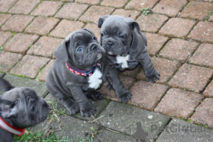 Foto №1. französische bulldogge - zum Verkauf in der Stadt Ostrava | 284€ | Ankündigung № 40855