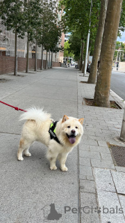 Foto №1. chow-chow - zum Verkauf in der Stadt Barcelona | 1100€ | Ankündigung № 147039