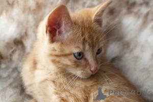 Foto №3. Deutsche Rex Kätzchen Zur Adoption. Deutschland