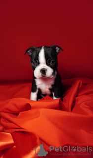 Foto №4. Ich werde verkaufen boston terrier in der Stadt Belgrad. quotient 	ankündigung - preis - verhandelt