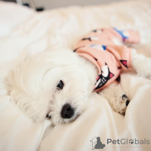 Foto №1. malteser - zum Verkauf in der Stadt Helsinki | 500€ | Ankündigung № 164001