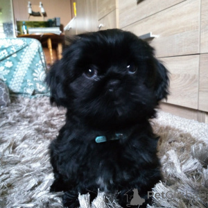 Foto №2 zu Ankündigung № 136902 zu verkaufen shih tzu - einkaufen Australien züchter