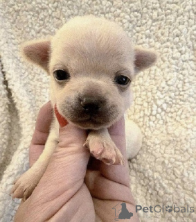 Foto №1. chihuahua - zum Verkauf in der Stadt Zenjanin | verhandelt | Ankündigung № 163892