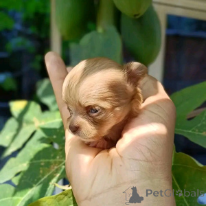 Foto №1. chihuahua - zum Verkauf in der Stadt Kalifornien | 969€ | Ankündigung № 170104