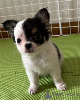 Foto №2 zu Ankündigung № 130512 zu verkaufen chihuahua - einkaufen USA quotient 	ankündigung