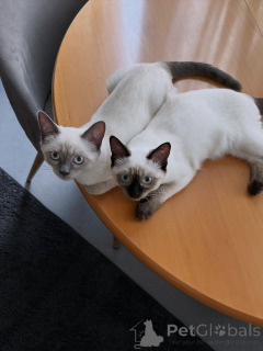 Foto №2 zu Ankündigung № 171094 zu verkaufen siamkatze - einkaufen Deutschland züchter