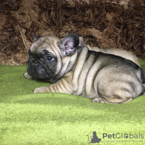 Foto №3. Frenchies. Ukraine