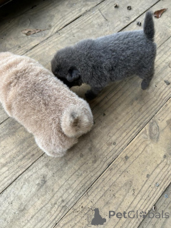 Foto №3. Wunderschöne Chow-Chow-Welpen mit Stammbaum verfügbar.. Finnland
