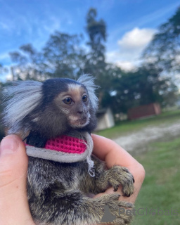 Foto №1.  - zum Verkauf in der Stadt Dubai | verhandelt | Ankündigung № 143850