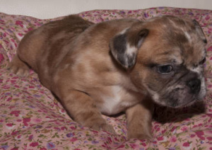 Foto №2 zu Ankündigung № 388 zu verkaufen französische bulldogge - einkaufen Deutschland quotient 	ankündigung, aus dem tierheim
