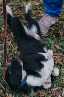 Foto №4. Ich werde verkaufen mischlingshund in der Stadt Москва. quotient 	ankündigung - preis - Frei