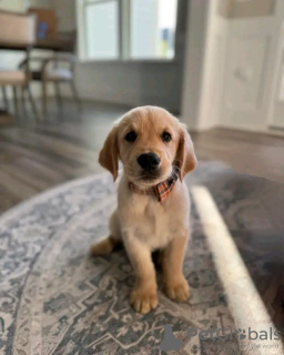 Foto №3. Gesunde, süße, bezaubernde und sozialisierte Golden Retriever-Welpen. Deutschland