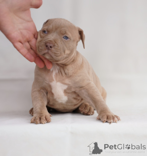 Foto №2 zu Ankündigung № 138771 zu verkaufen american pit bull terrier - einkaufen Serbien 