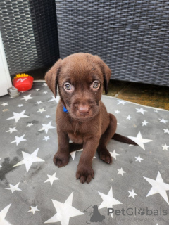 Foto №2 zu Ankündigung № 77798 zu verkaufen labrador retriever - einkaufen USA quotient 	ankündigung, züchter