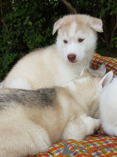 Foto №3. Health Home trainierte Siberian Husky-Welpen. Deutschland