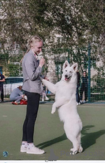 Foto №2 zu Ankündigung № 10520 zu verkaufen berger blanc suisse - einkaufen USA züchter