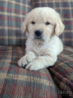 Foto №2 zu Ankündigung № 168235 zu verkaufen golden retriever - einkaufen Luxemburg quotient 	ankündigung