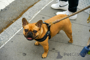 Foto №4. Ich werde verkaufen französische bulldogge in der Stadt Paris. quotient 	ankündigung - preis - 1200€