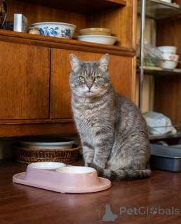 Foto №1.  - zum Verkauf in der Stadt Moskwa | Frei | Ankündigung № 162987