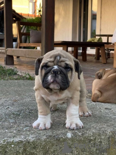 Foto №1. englische bulldogge - zum Verkauf in der Stadt Belgrad | verhandelt | Ankündigung № 108330