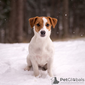 Foto №3. Pedigree Welpe Jack Russell Terrier. Weißrussland