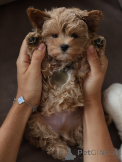 Foto №3. Süße Maltipoo-Welpen, pure Liebe in einer flauschigen Verpackung!. Tschechische Republik