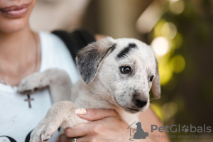 Foto №2 zu Ankündigung № 24928 zu verkaufen mischlingshund - einkaufen Russische Föderation aus dem tierheim