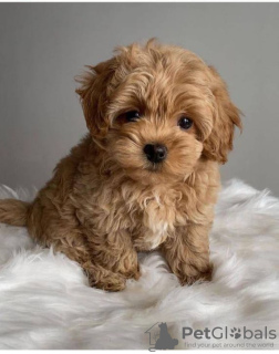 Foto №1. maltipu - zum Verkauf in der Stadt Москва | 377€ | Ankündigung № 129535