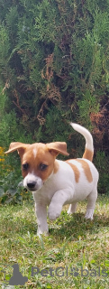 Foto №2 zu Ankündigung № 62731 zu verkaufen jack russell terrier - einkaufen Polen züchter