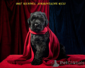Foto №2 zu Ankündigung № 7599 zu verkaufen russischer schwarzer terrier - einkaufen Ukraine vom kindergarten, züchter