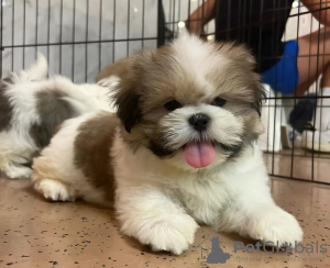 Foto №2 zu Ankündigung № 125757 zu verkaufen shih tzu - einkaufen Schweiz 