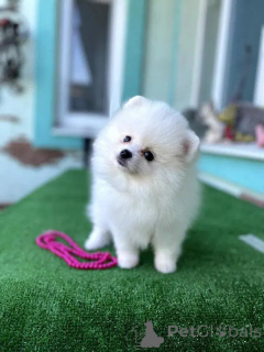 Foto №2 zu Ankündigung № 164444 zu verkaufen pommersche spitz - einkaufen Portugal 