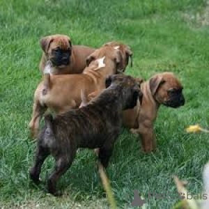 Foto №1. deutscher boxer - zum Verkauf in der Stadt Berlin | 700€ | Ankündigung № 157191