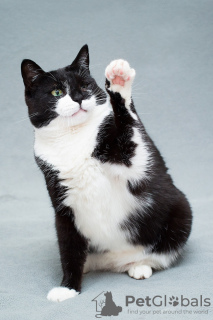 Zusätzliche Fotos: Die bezaubernde schwarz-weiße Katze Mila mit einem Herz auf der Pfote sucht die