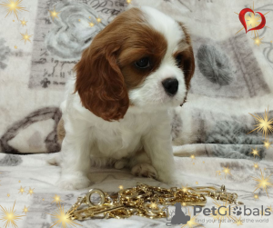 Foto №3. VERSPRECHENDES MÄDCHEN Cavalier King Charles Spaniel. Weißrussland