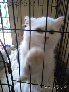 Foto №3. Schottisch gerade, falten und Hochland, graue Farbe, Weiß und Lila. Georgien