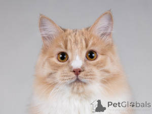 Foto №4. Ich werde verkaufen  in der Stadt Москва. quotient 	ankündigung - preis - Frei