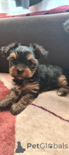 Foto №2 zu Ankündigung № 135237 zu verkaufen yorkshire terrier - einkaufen Polen vom kindergarten
