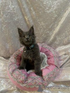 Foto №2 zu Ankündigung № 155200 zu verkaufen maine-coon-katze - einkaufen Schweiz quotient 	ankündigung