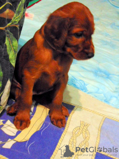 Foto №4. Ich werde verkaufen irish red setter in der Stadt Новомосковск. züchter - preis - 493€