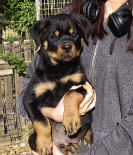 Foto №2 zu Ankündigung № 146094 zu verkaufen rottweiler - einkaufen Serbien quotient 	ankündigung