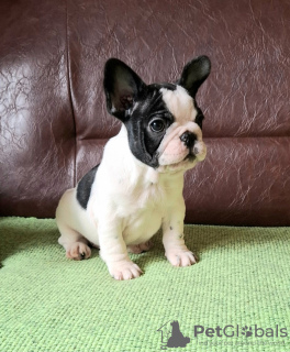 Foto №3. Welpe der französischen Bulldogge. Serbien